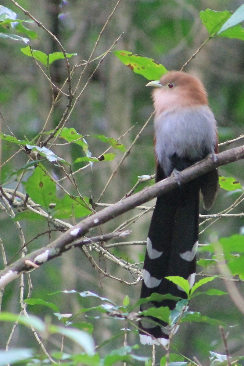 Squirrel Cuckoo - Margarita López