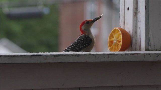 Red-bellied Woodpecker - ML247747101