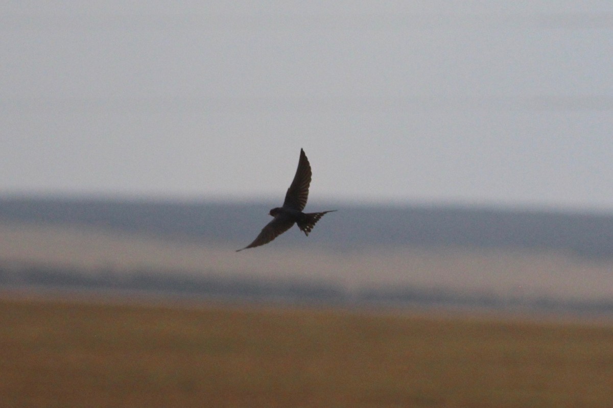 Barn Swallow - ML247747301