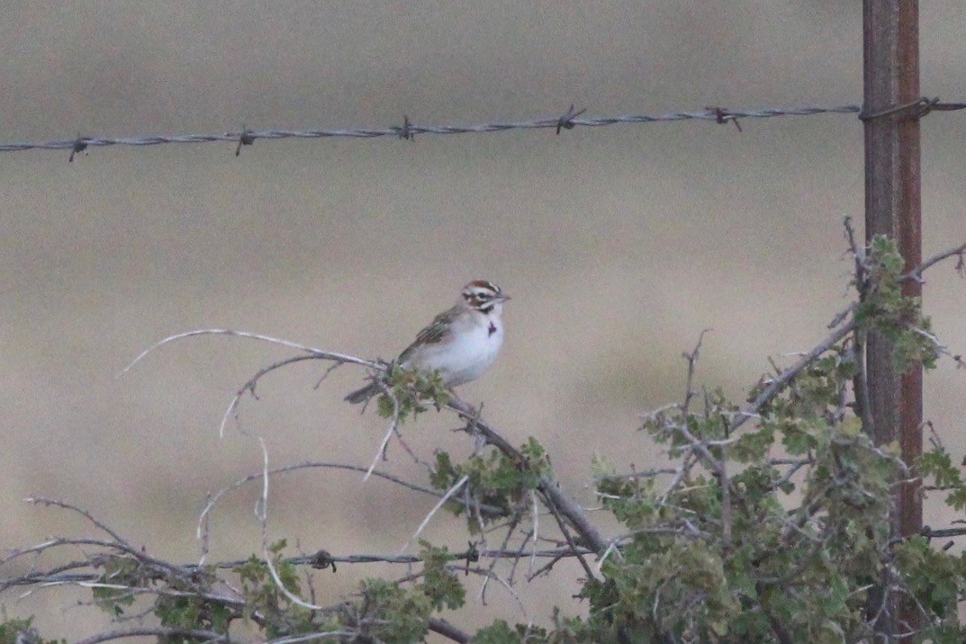 Lark Sparrow - ML247747311