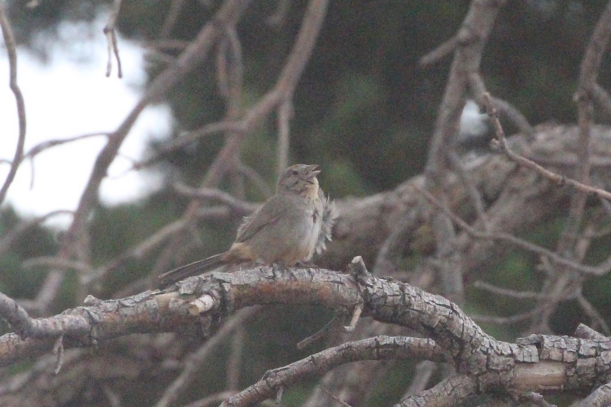 Canyon Towhee - ML247747321