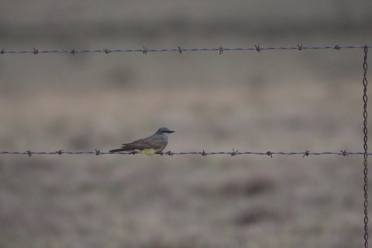 Cassin's Kingbird - ML247747351