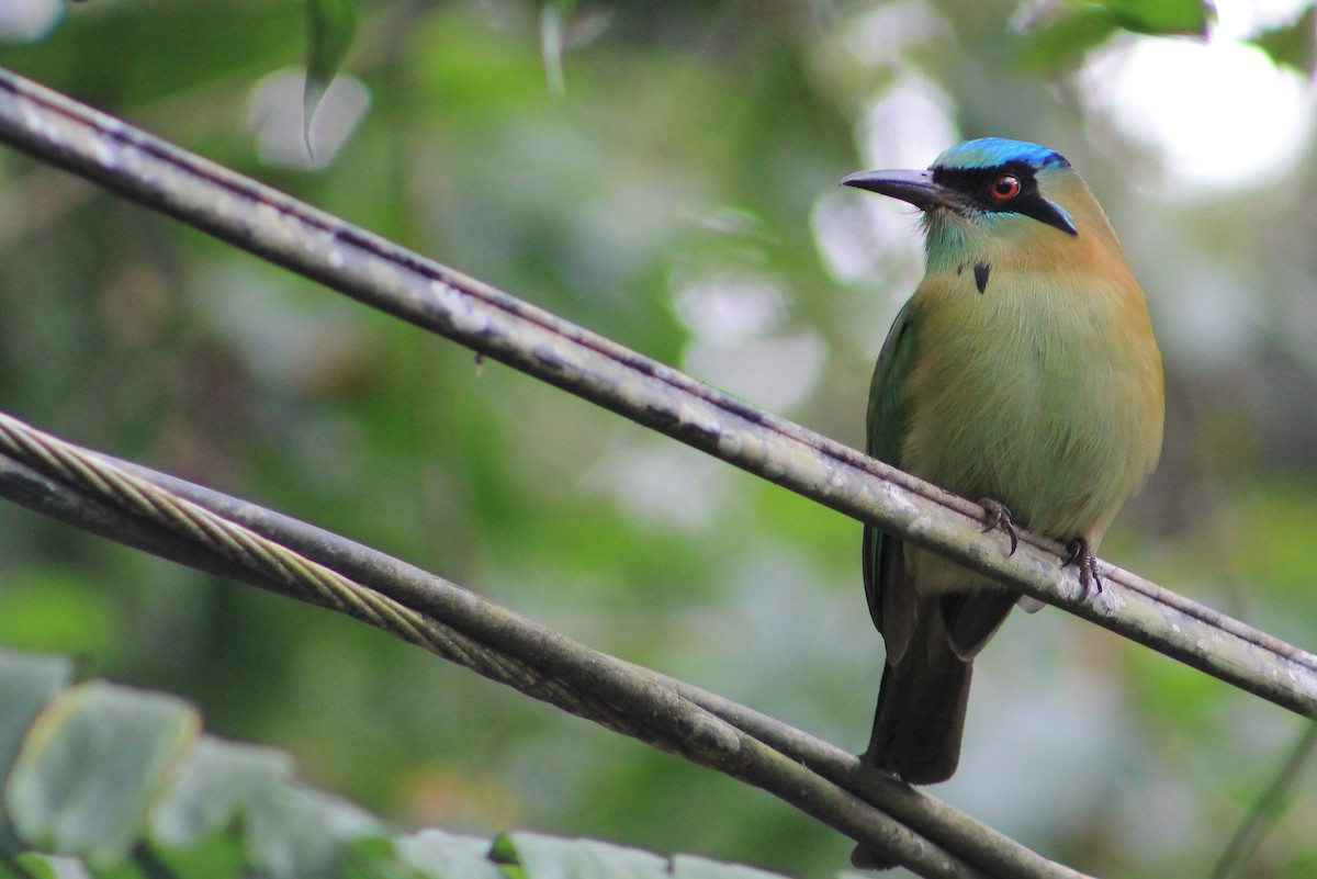 Motmot à tête bleue - ML24774751