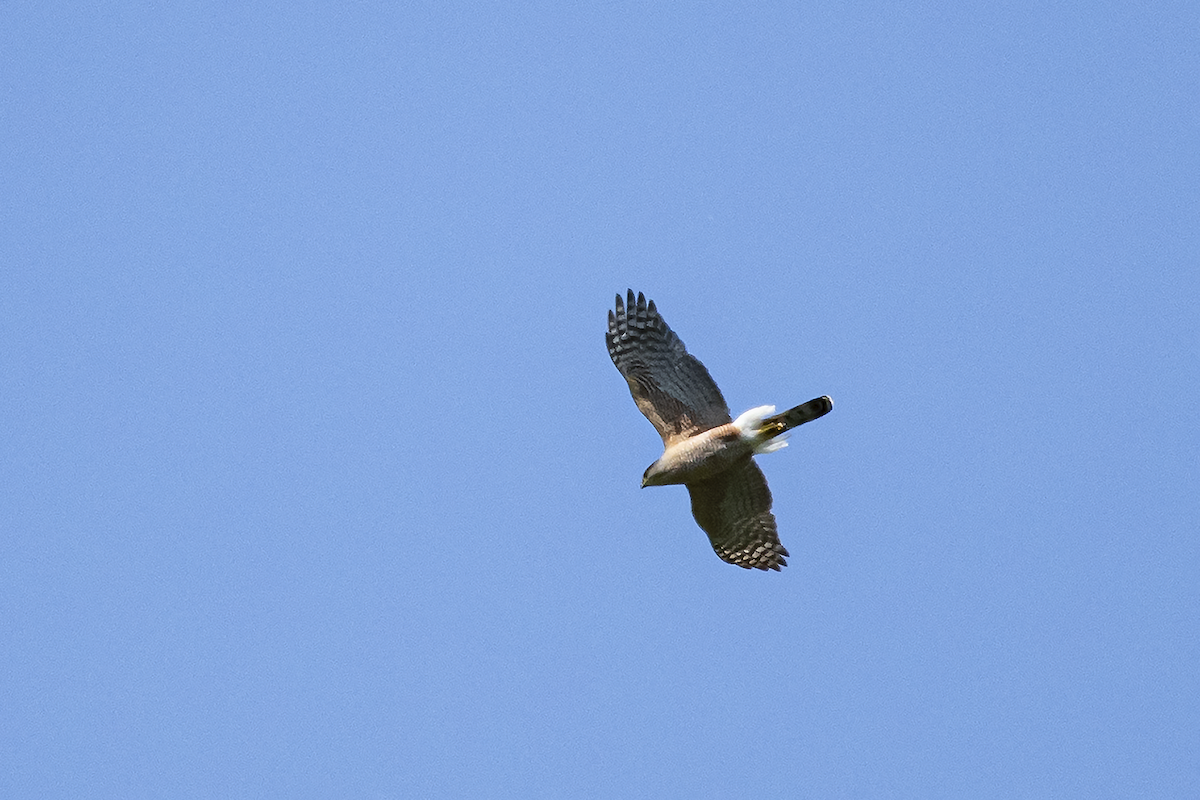 Cooper's Hawk - ML247747641
