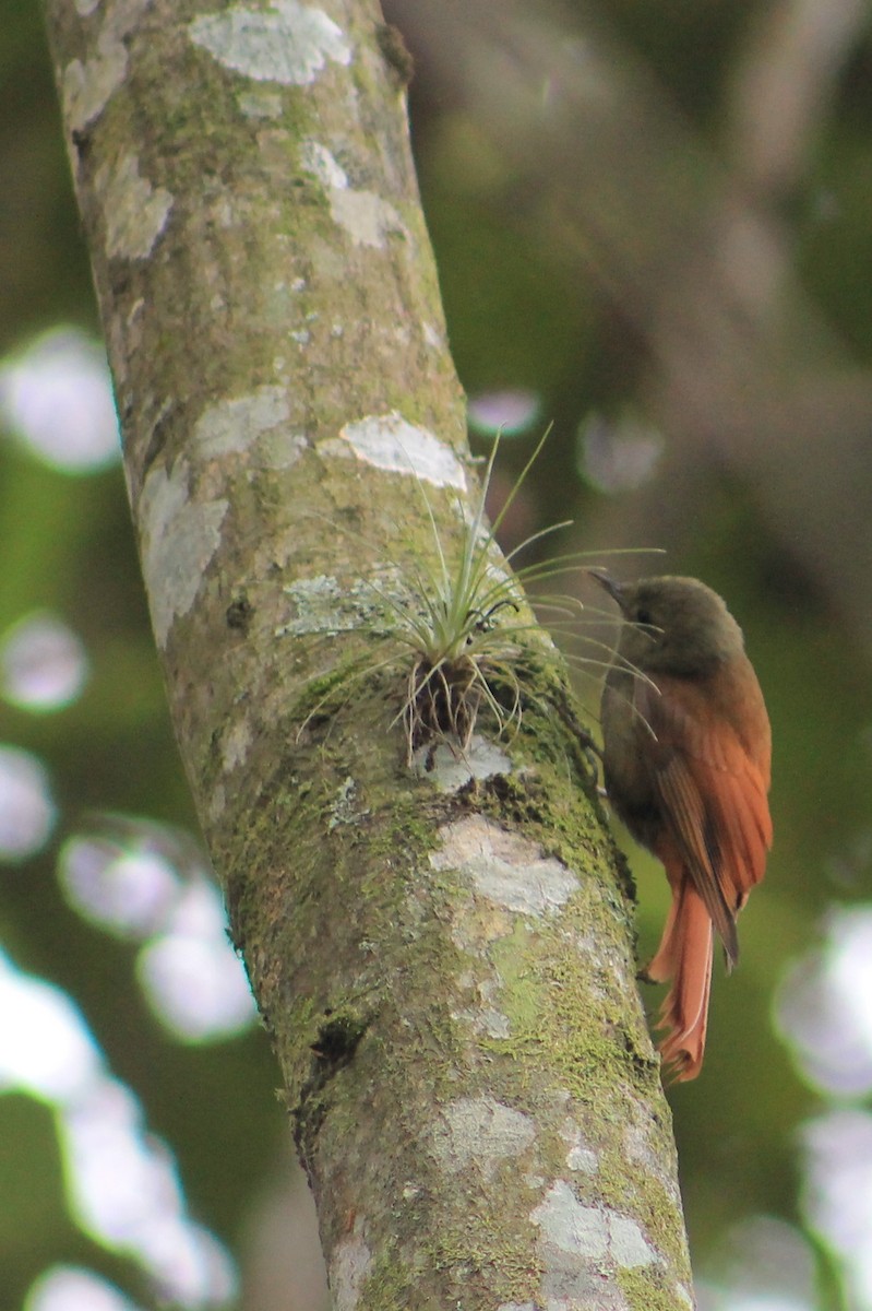 Olivaceous Woodcreeper - ML24774801