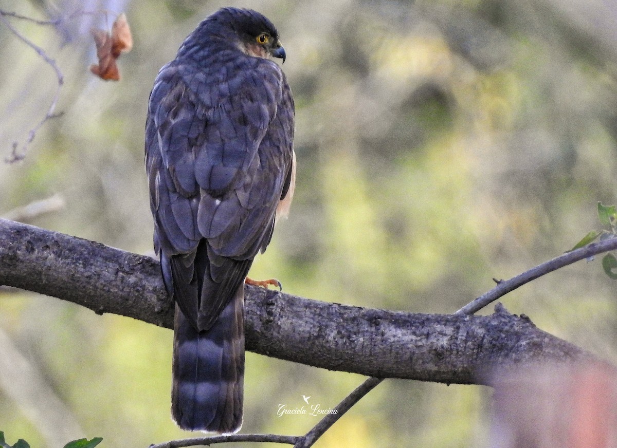 Sharp-shinned Hawk - ML247749011