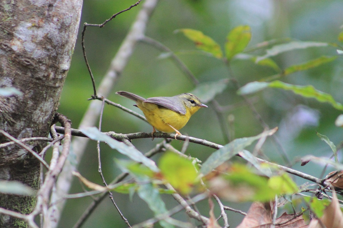 Golden-crowned Warbler - ML24774921