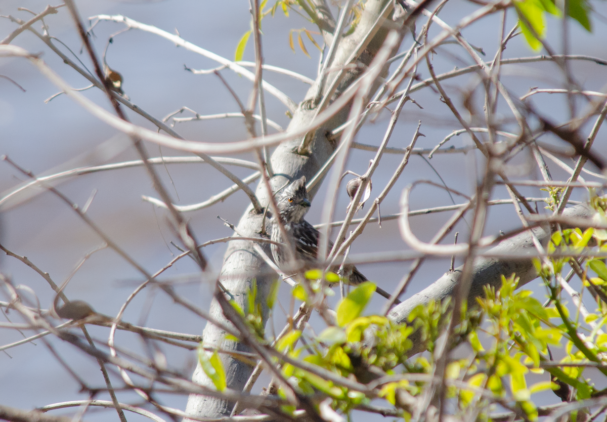 White-tipped Plantcutter - Iván Eroles