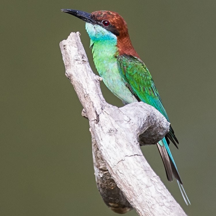 Blue-throated Bee-eater - ML247749671