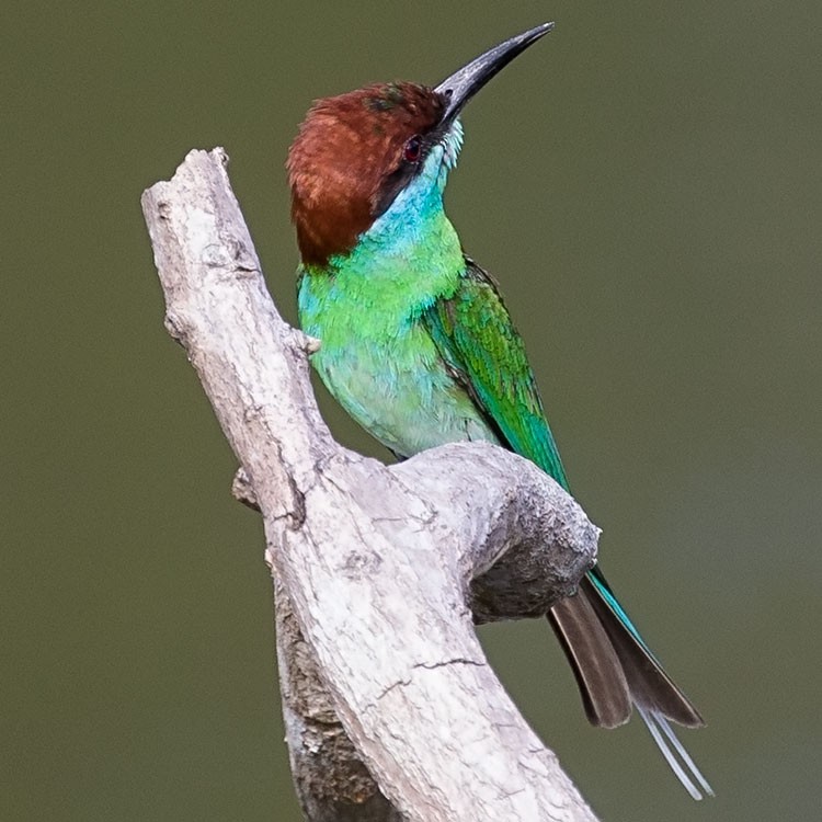 Blue-throated Bee-eater - ML247749681
