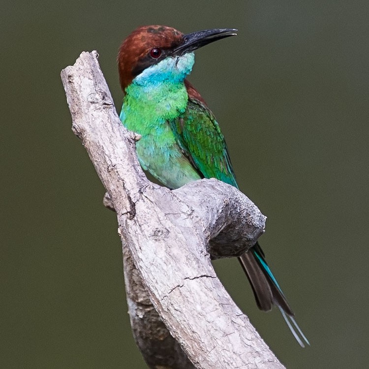 Blue-throated Bee-eater - ML247749721