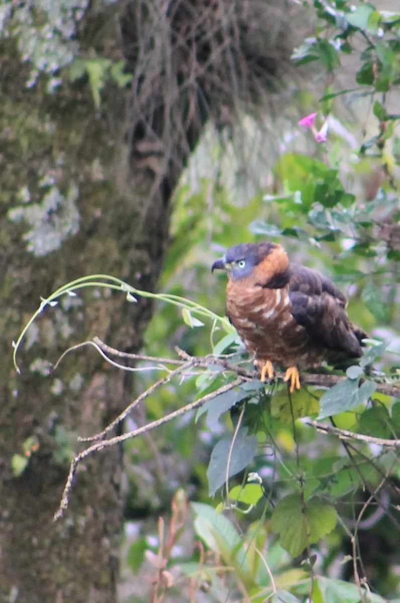 Hook-billed Kite - ML24775051
