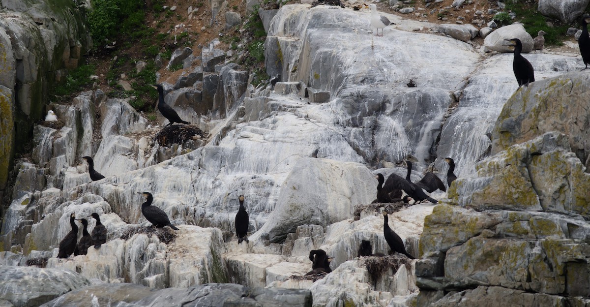 Great Cormorant - Alix d'Entremont