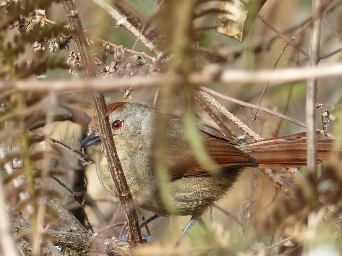 Rufous-capped Antshrike - ML247751101