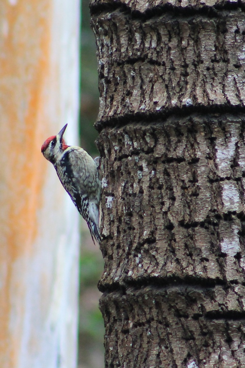 Yellow-bellied Sapsucker - ML24775181