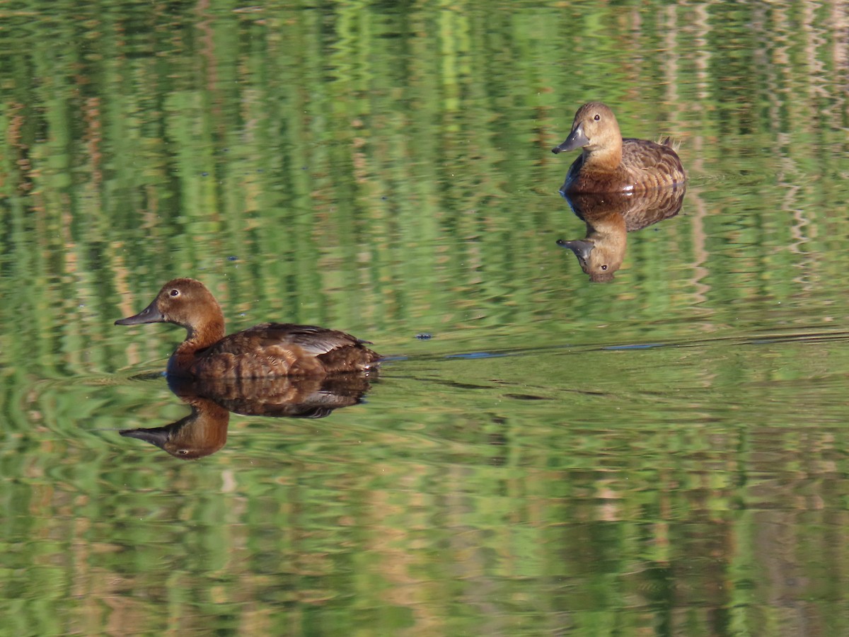 Common Pochard - ML247752251