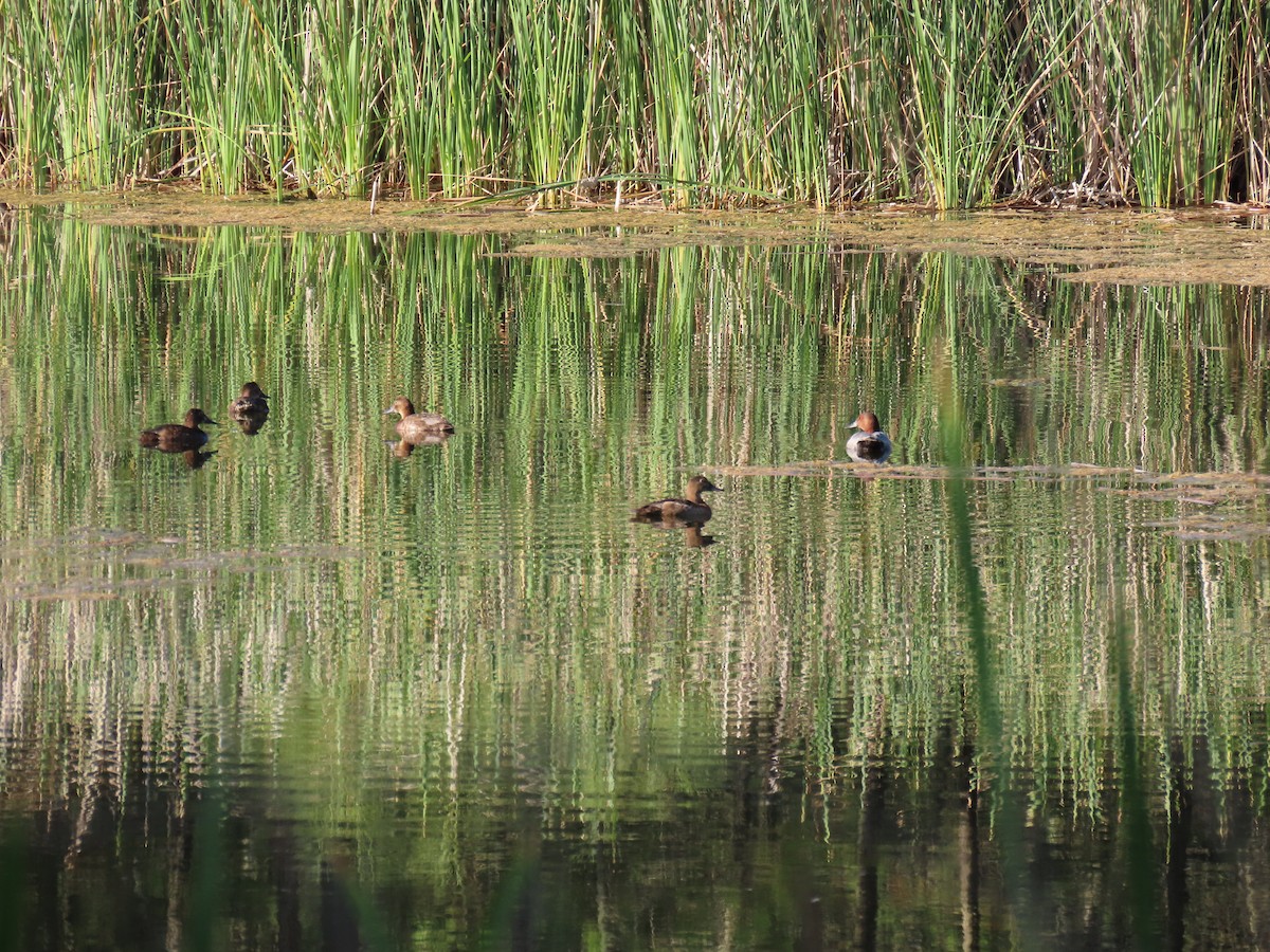 Common Pochard - ML247752401