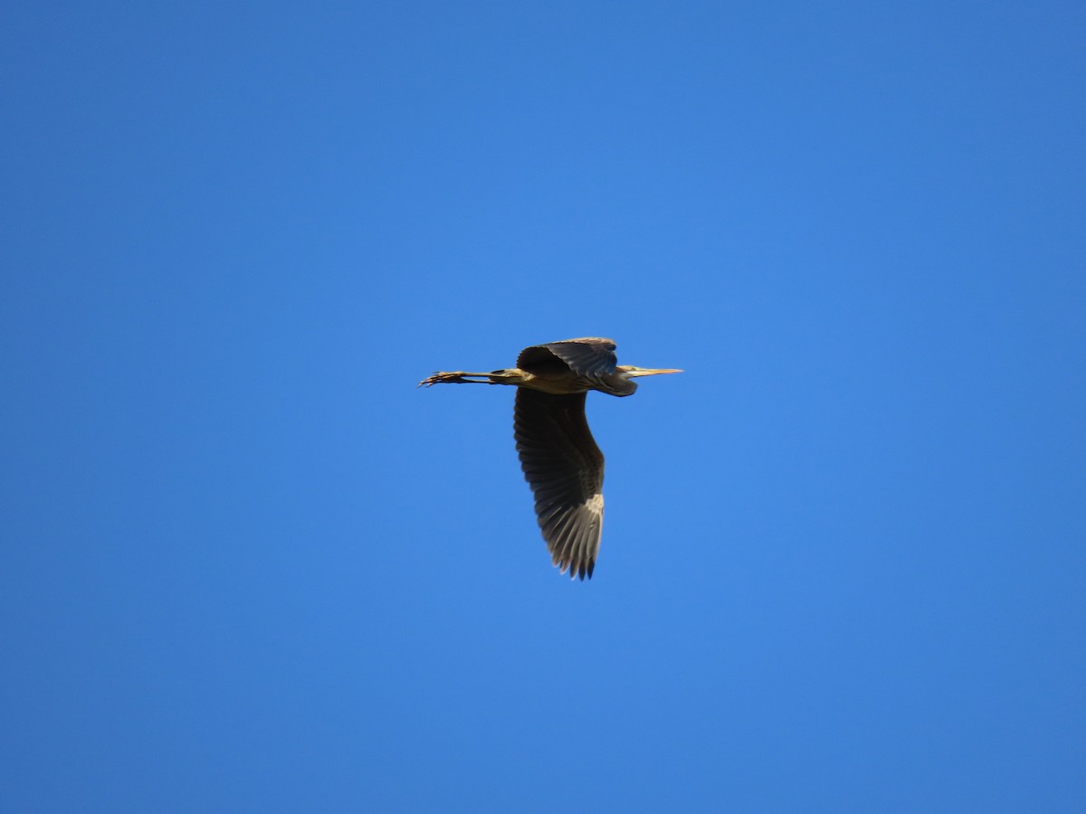 Purple Heron - Luís Manuel Silva