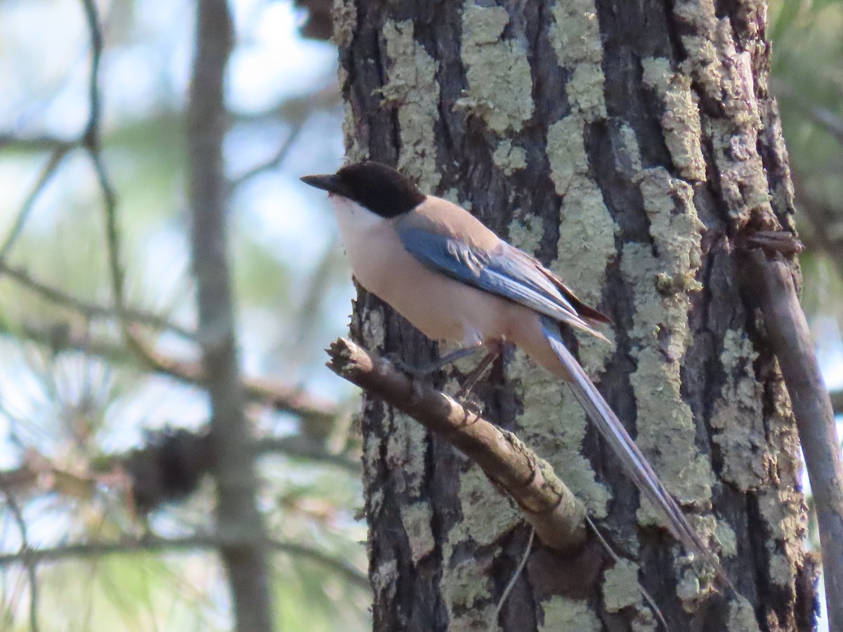 Iberian Magpie - Luís Manuel Silva