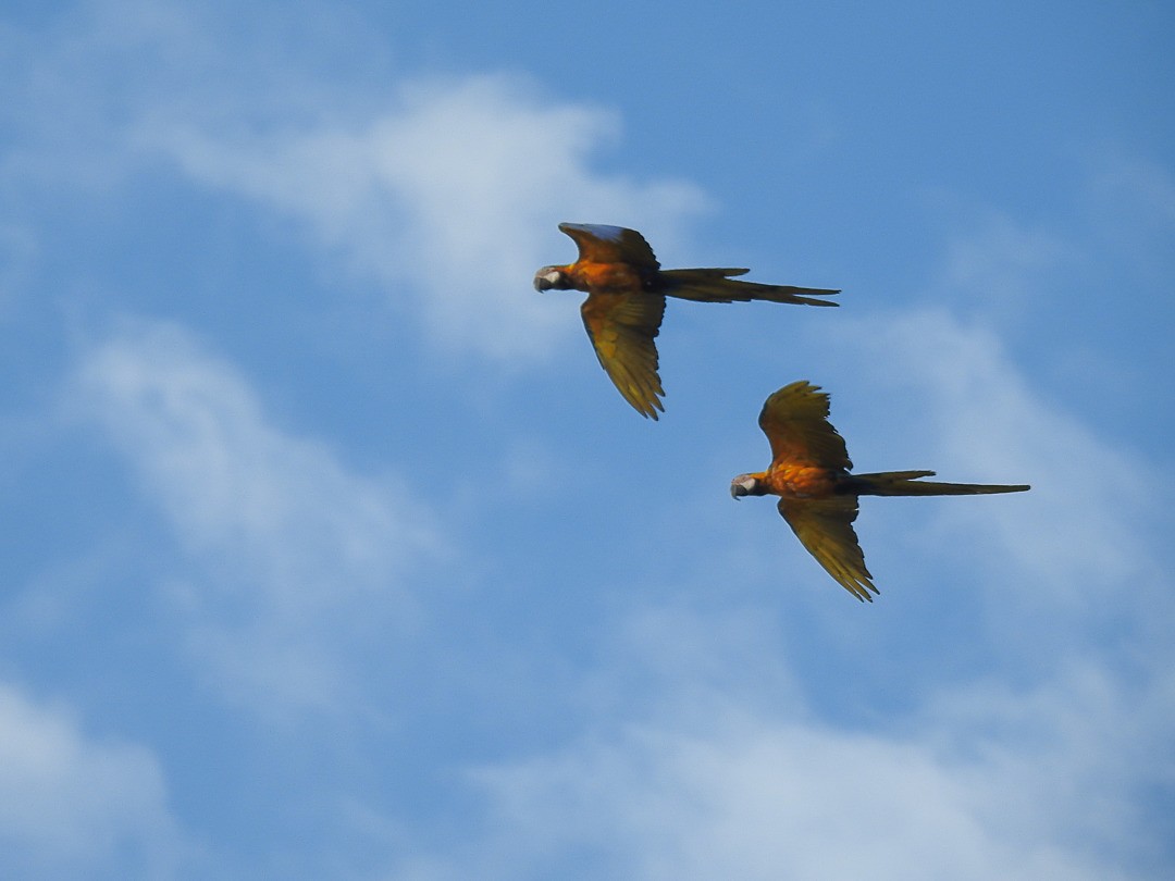 Blue-and-yellow Macaw - ML247753731