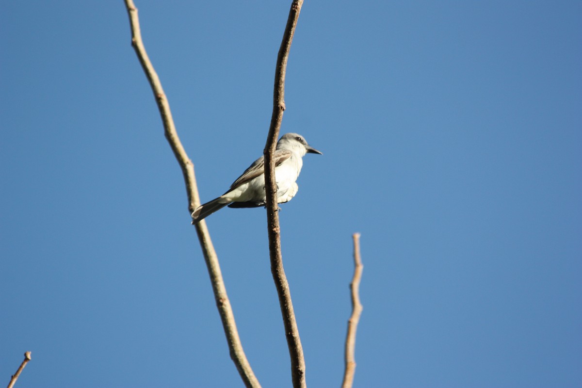 Gray Kingbird - ML247753961