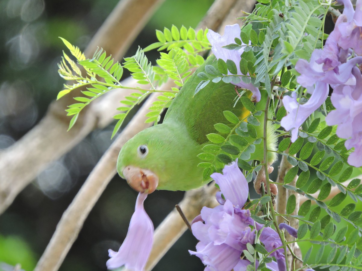 Yellow-chevroned Parakeet - Iván Eroles