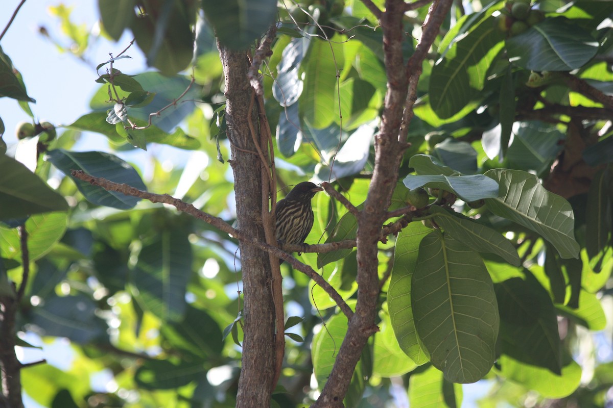 Sigua Palmera - ML247754381