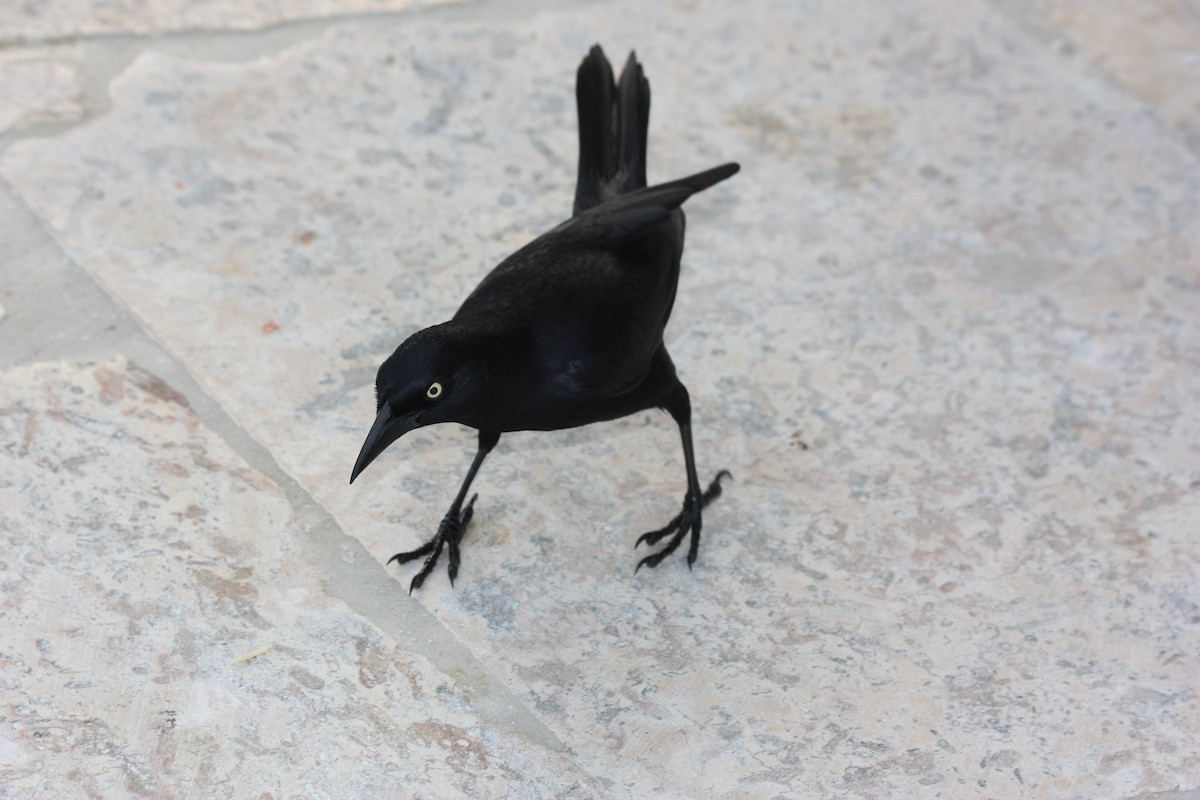 Greater Antillean Grackle - ML247754501