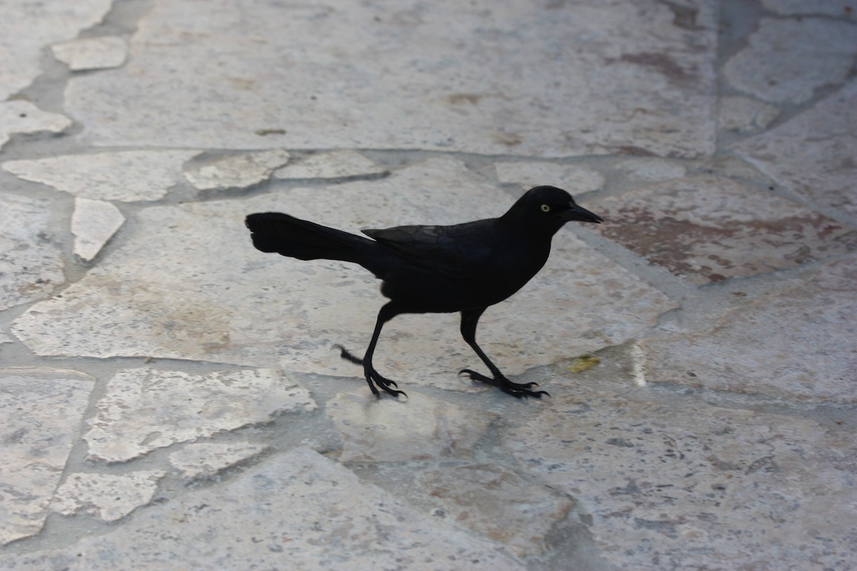 Greater Antillean Grackle - ML247754511