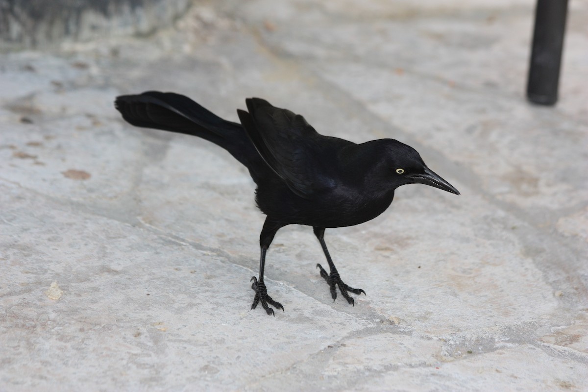 Greater Antillean Grackle - ML247754531