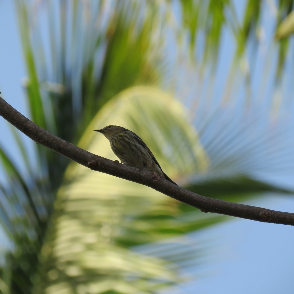 Cape May Warbler - ML247754581