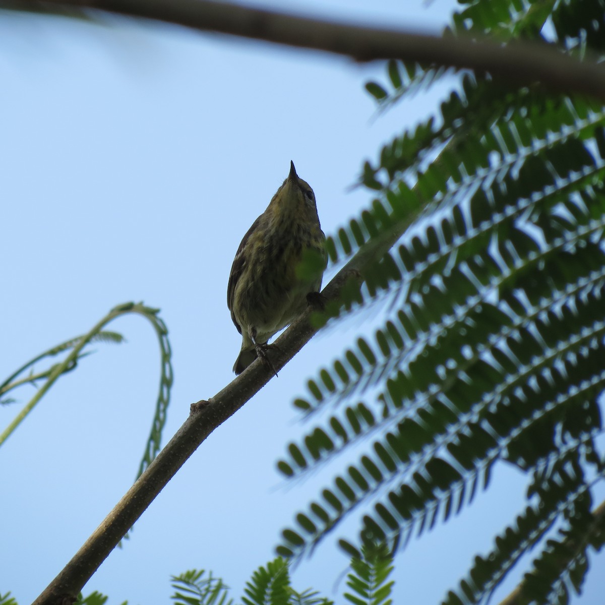 Cape May Warbler - ML247754591