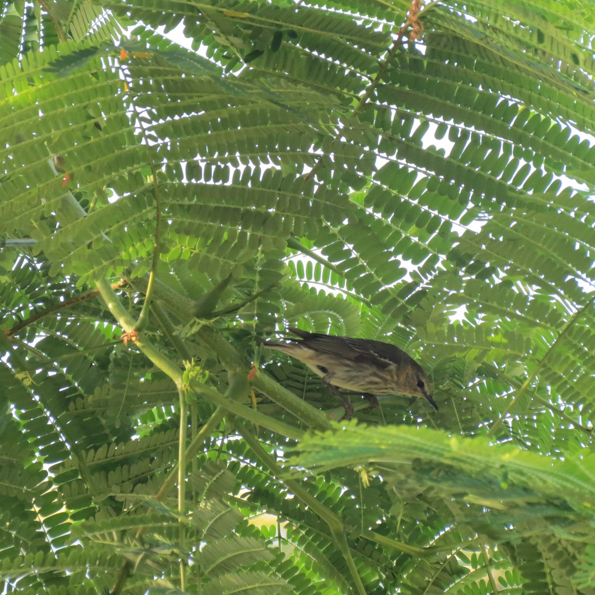 Cape May Warbler - ML247754611