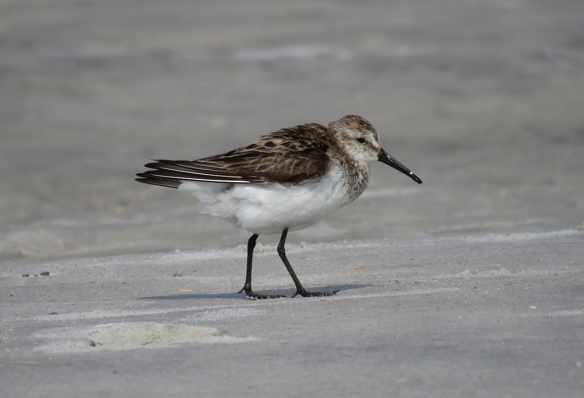 Western Sandpiper - Sam Cooper