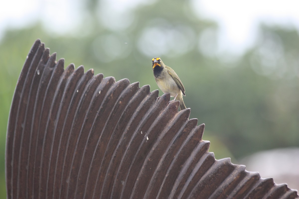 Yellow-faced Grassquit - ML247755011