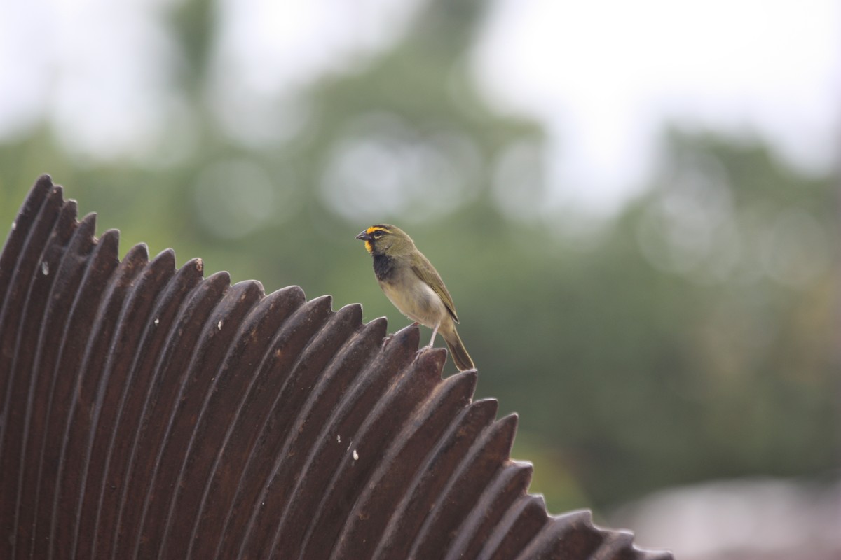 Yellow-faced Grassquit - ML247755081