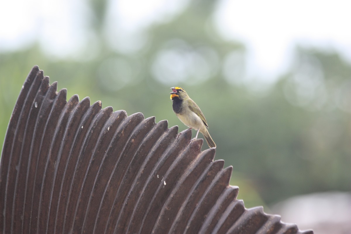 Yellow-faced Grassquit - adriana centeno