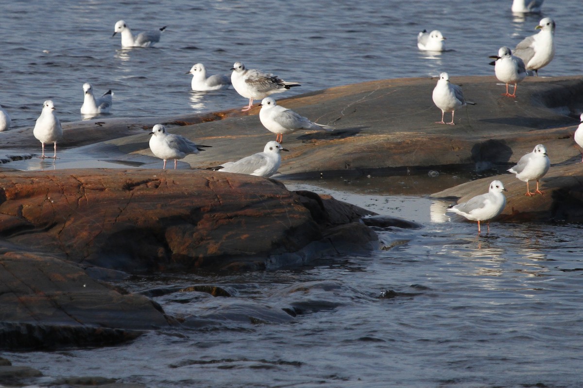 Gaviota Rosada - ML24775571