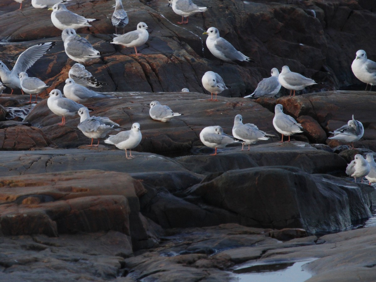 Gaviota Rosada - ML24775611