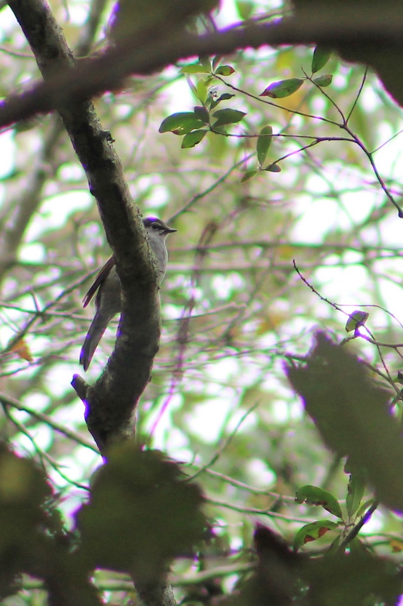 Brown-backed Solitaire - ML24775791