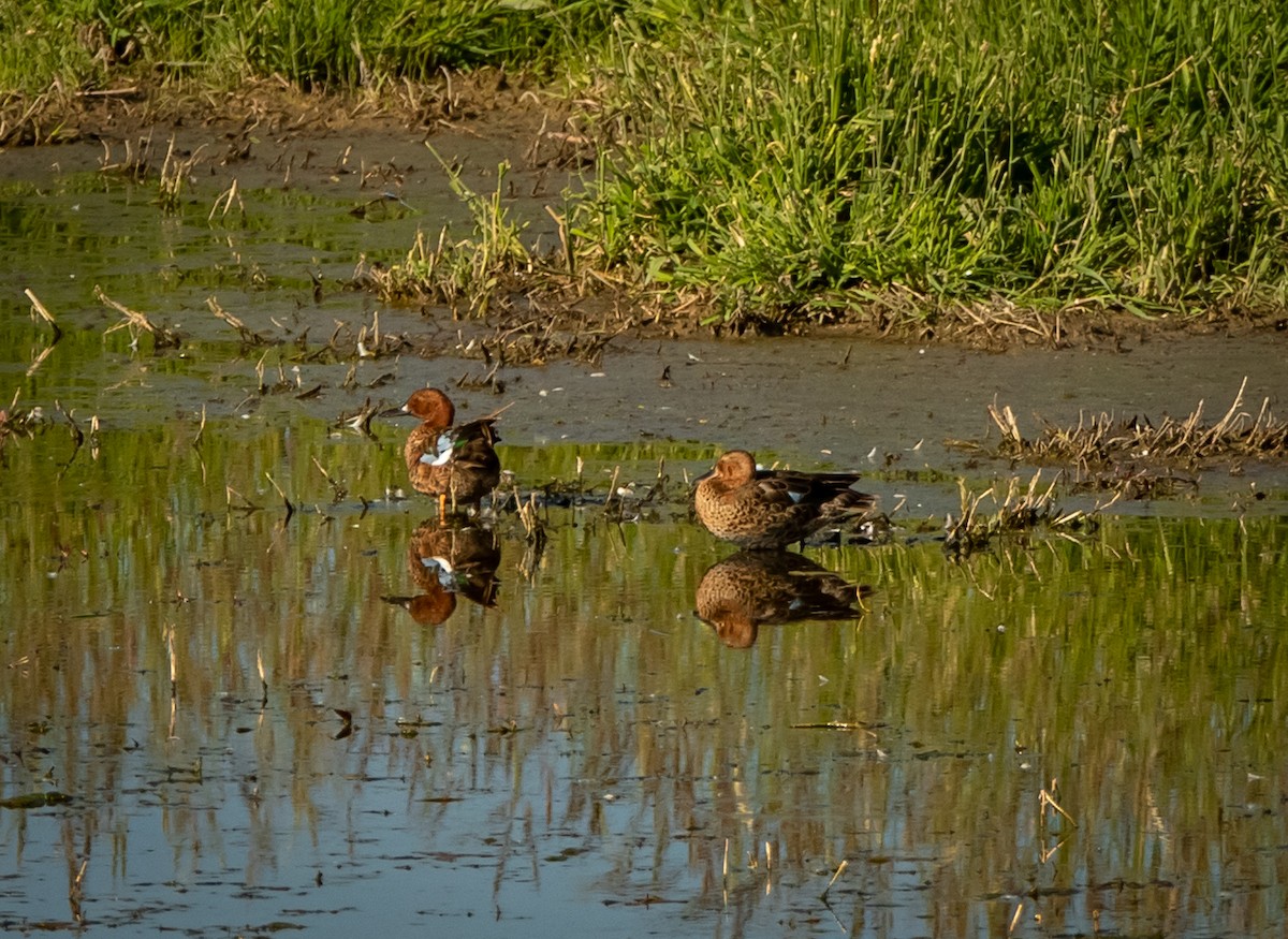 Cinnamon Teal - ML247758081