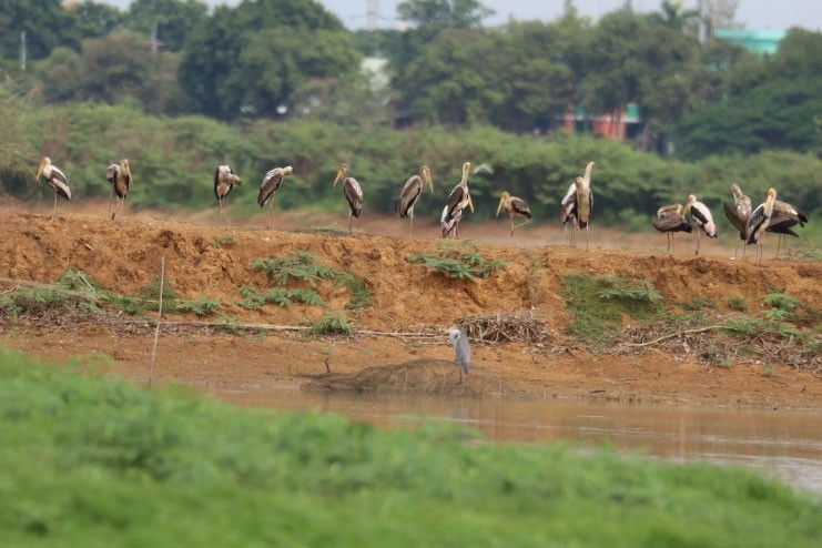 Gray Heron - ML247758091