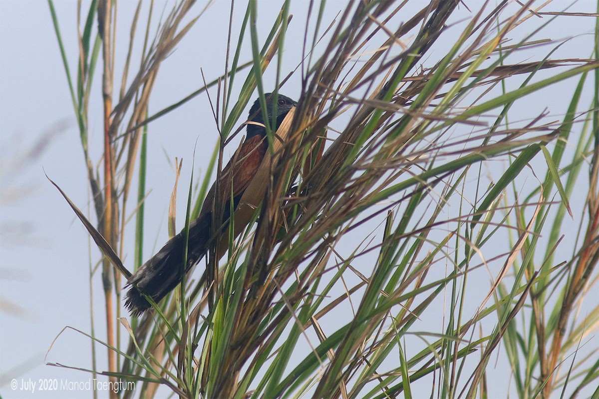 Lesser Coucal - ML247758341