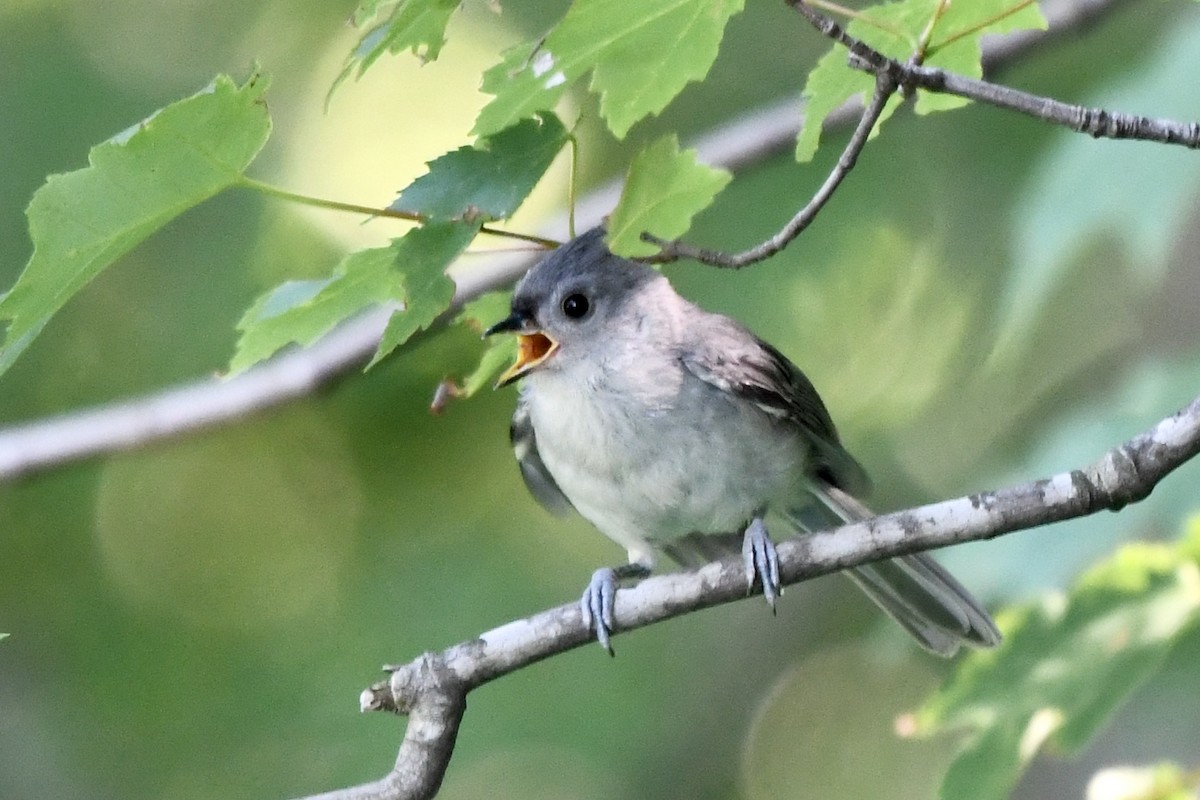 Tufted Titmouse - Adam Cunningham