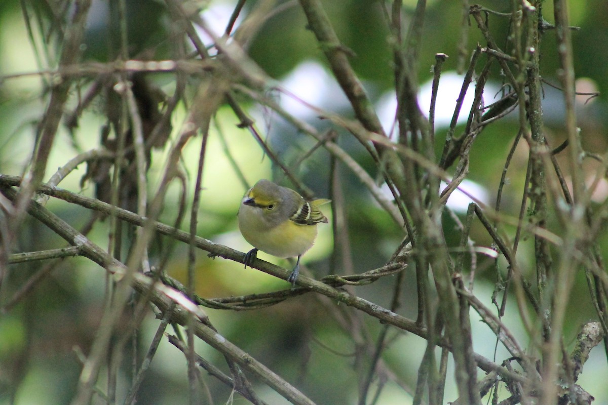 White-eyed Vireo - ML24776011