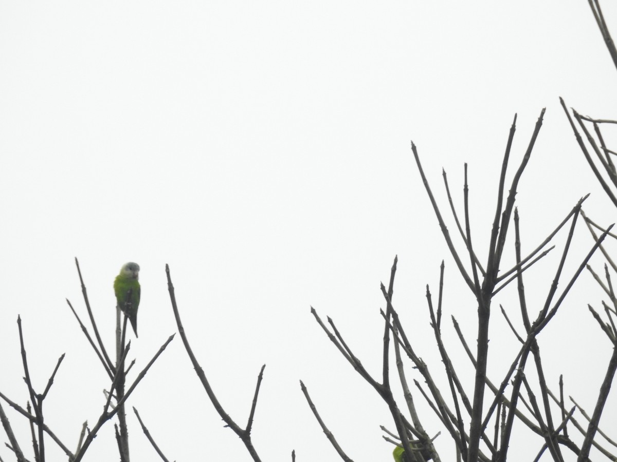 Gray-cheeked Parakeet - ML247760881