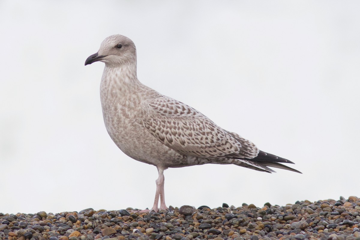 Herring Gull (Vega) - Cory Gregory