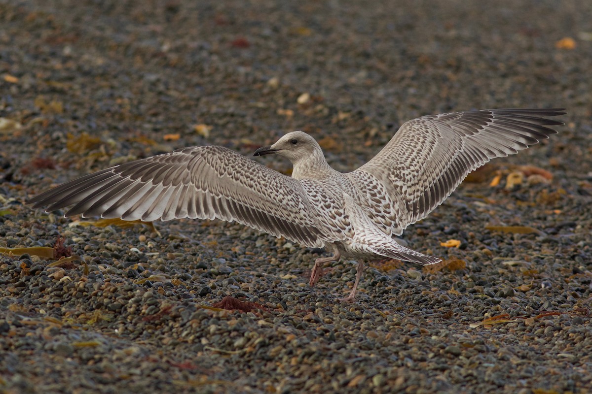 Vega Gull - Cory Gregory