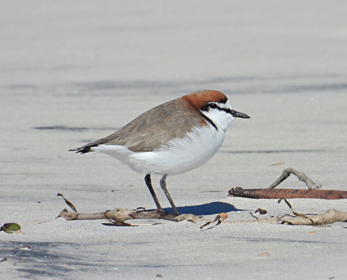 Red-capped Plover - Chris Burwell