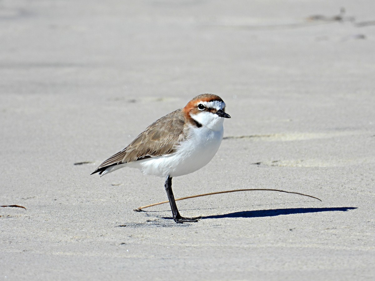 Red-capped Plover - Chris Burwell